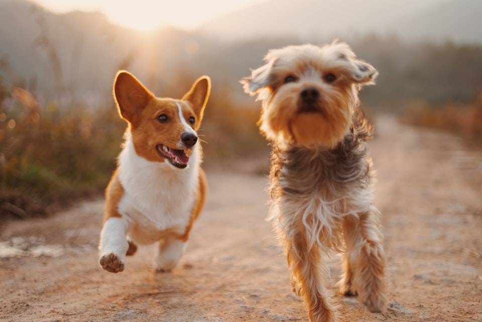 Dogs outdoors for a pet-friendly Midwest getaway for Dog-Friendly Weekend Trips from Chicago